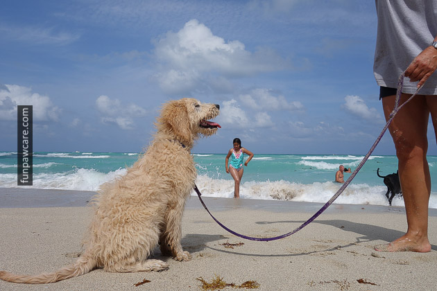 Dog Beach Miami Opening (part 3)