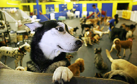 doggy day centre