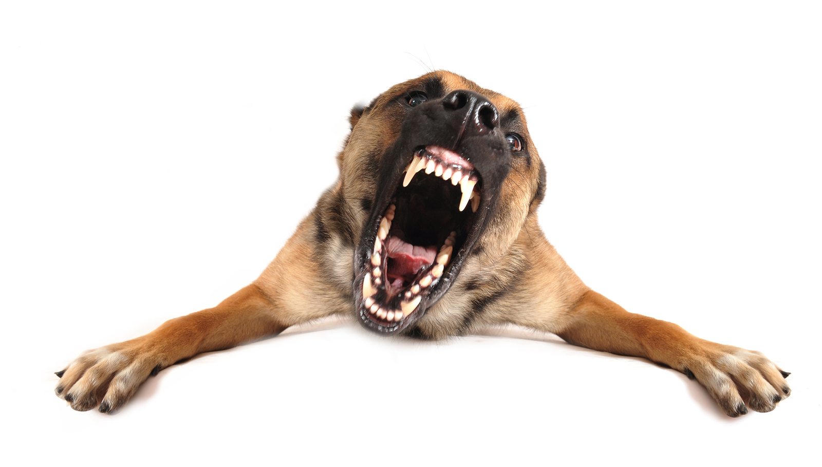 are dogs genetically aggressive