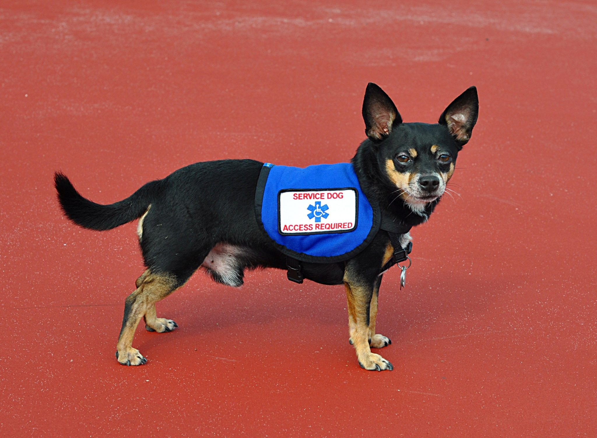 Service Dog Training Near Me Los Angeles Fun Paw Care