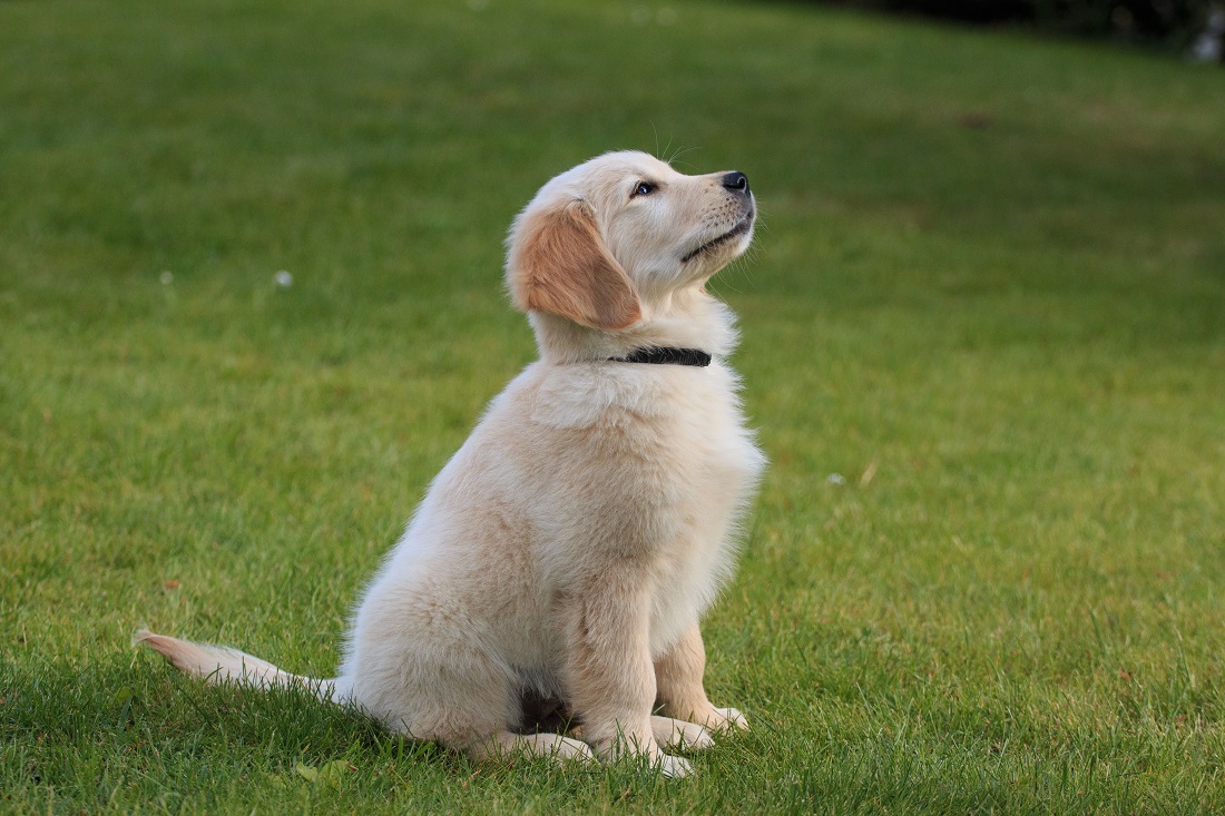 How to Train a Golden Retriever Puppy: Growth & Training Timeline
