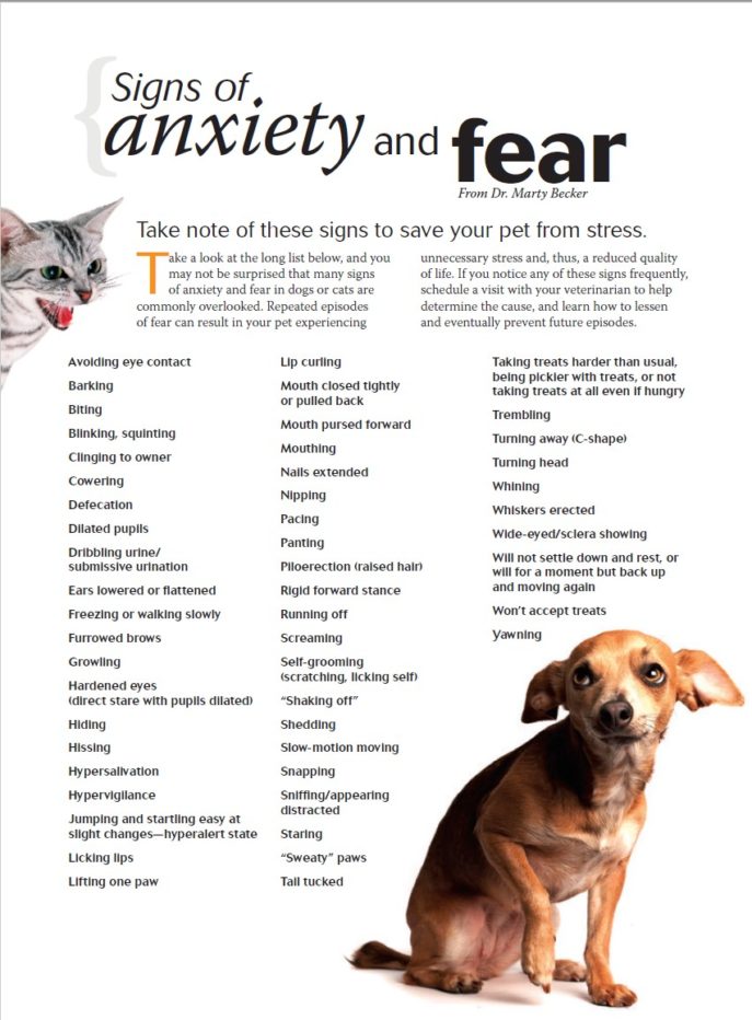 https://www.funpawcare.com/wp-content/uploads/2020/02/Signs-of-dog-anxiety-and-fear-e1588124107713.jpg