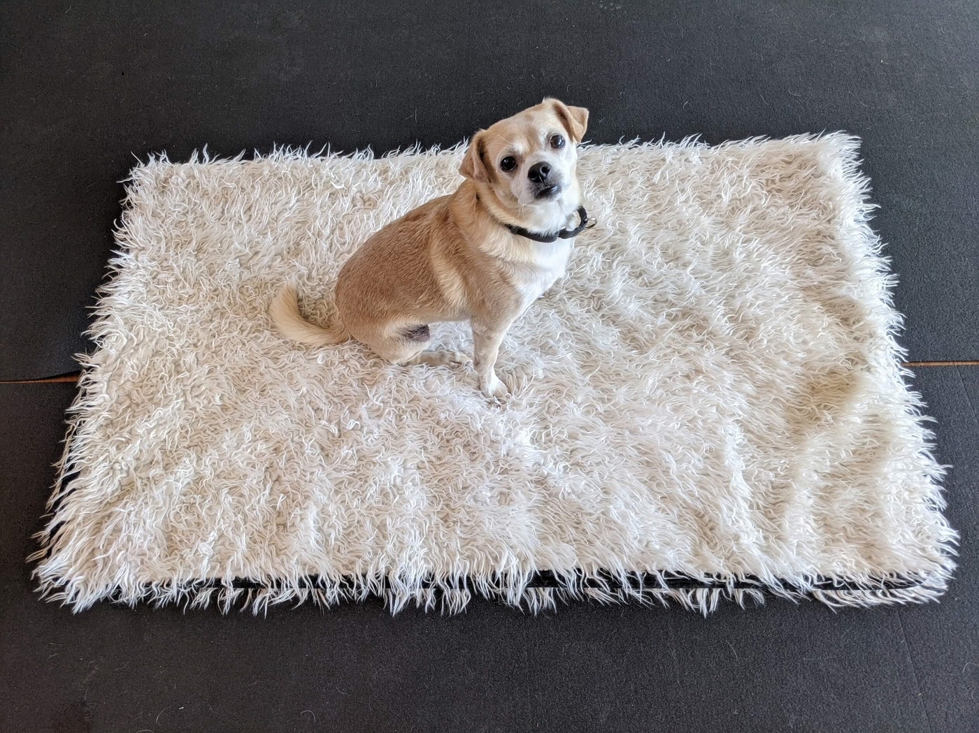 Introducing the Mat, for teaching your dog to Settle on The Magic