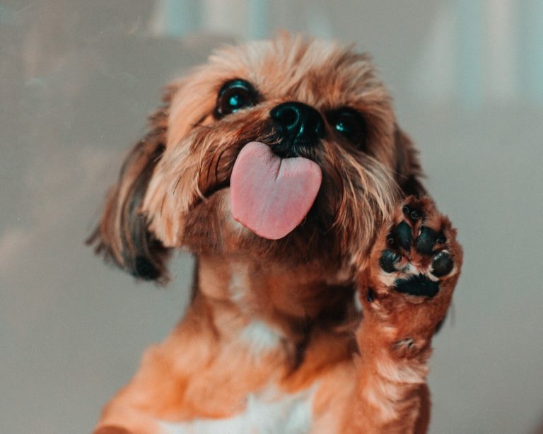 why-do-dogs-lick-you-12-surprising-reasons-fun-paw-care