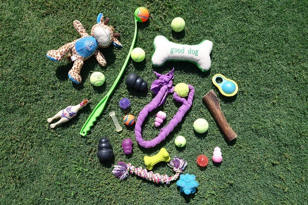 My Dog Doesn't Like Toys  Dog Toy Training Expert Russell Hartstein