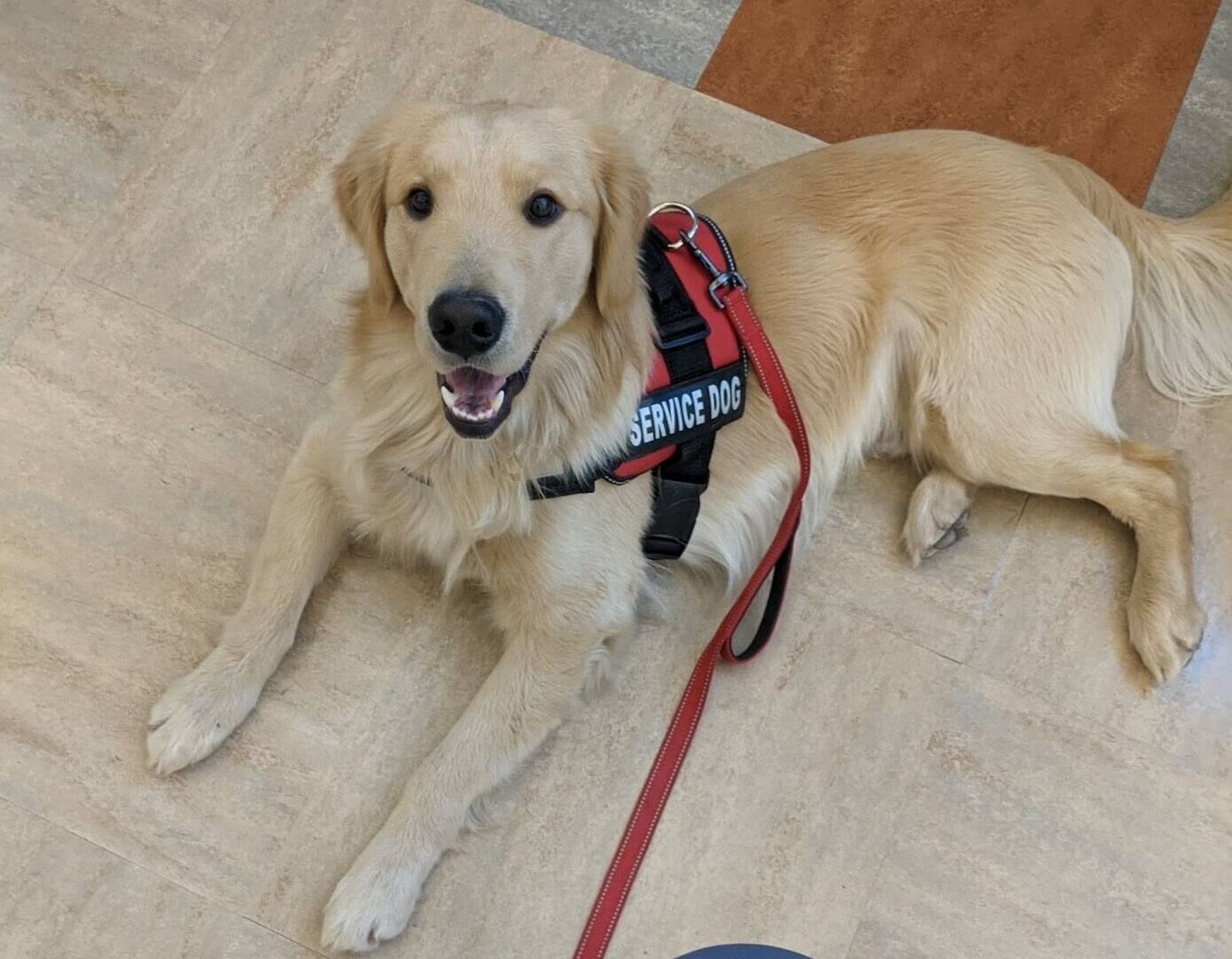 Psychiatric Service Dog Training Fun Paw Care