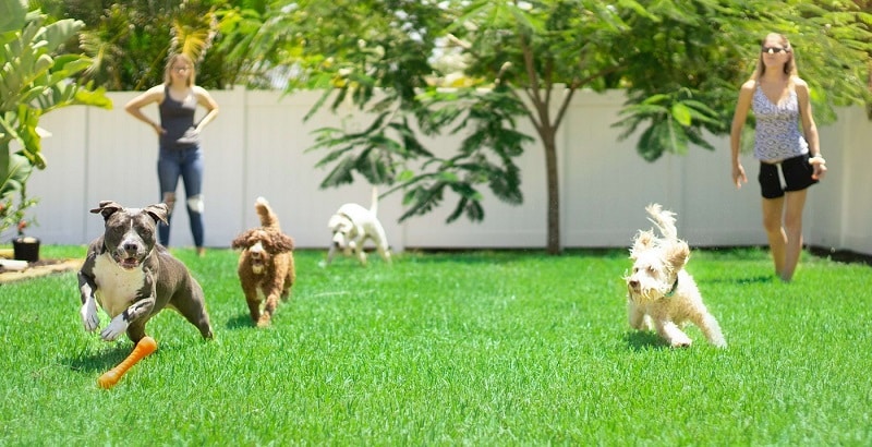 10 SIMPLE AND FUN INDOOR GAMES FOR YOUR DOG - Law's Country Kennel